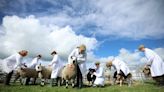 Sheep-shearing school promises greener pastures to children of Birkenhead estate