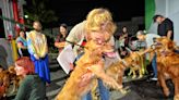 Golden Retrievers, Frenchies, and Pugs Saved from Dog Meat Trade Ready for Adoption in the U.S.