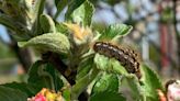 Browntail moth spread could depend on weather this spring