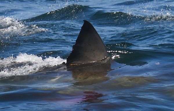Severe shark attack reported at South Padre Island beach