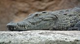 Safari guide attacked by crocodile makes life-saving escape