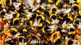 Researchers make 'depressing' discovery about bumblebee colonies struggling to survive heat waves: 'Kind of heartbreaking to think that many may disappear'