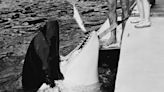 Resident Orca: What Happened to Lolita the Killer Whale?