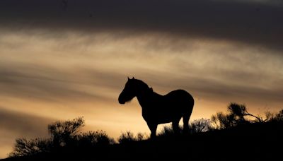 Goochland horse retirement farm owner to serve 100 days in jail for abuse of 5 horses