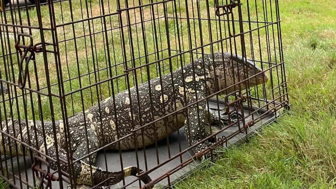 'We can't make this stuff up': Willoughby police catch reptile in man's backyard