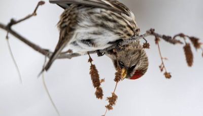 Redpolls, feisty songbirds of the Alaska winter, are flocking to feeders this season