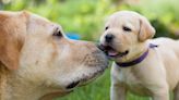 Labrador Puppy Falling Asleep While Eating Is Too Cute To Miss