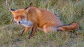 Fox tests positive for rabies in Brunswick after attacking couple