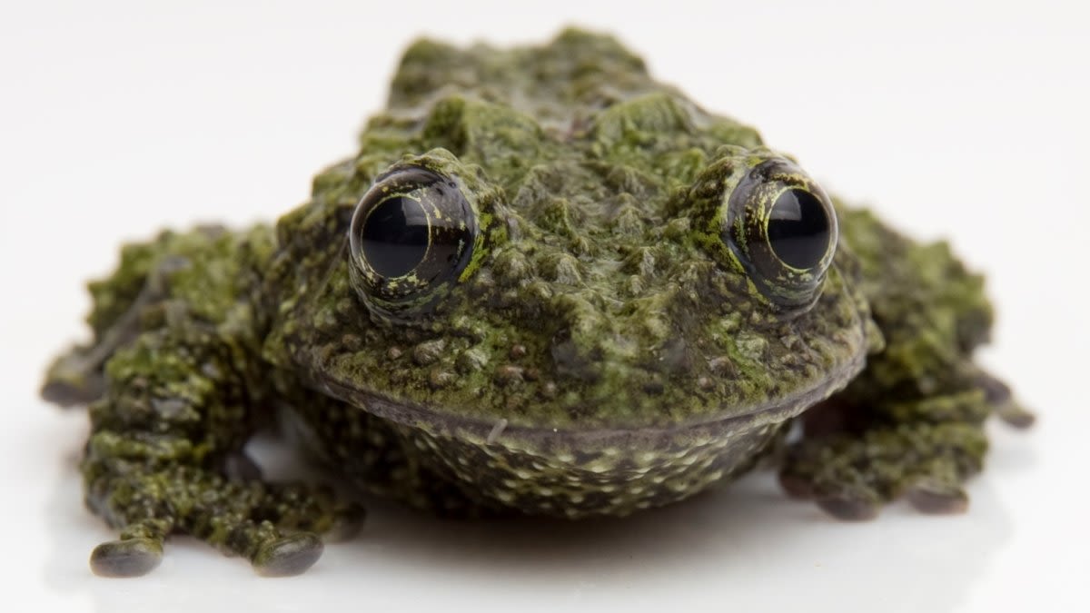 ‘Frogs' hops, with hope, into the Aquarium of the Pacific; the new exhibition is now open