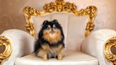 32 most expensive dog breeds