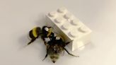 Bumblebees observed playing with Lego – for science