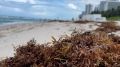 Record levels of brown seaweed may wash ashore this summer, potentially harming human health