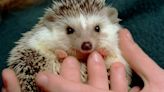 You can own a zebra in California but not a hedgehog. What other animals aren’t allowed?