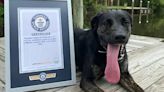 Zoey, una mezcla de labrador y pastor alemán, es la perra con la lengua más larga del mundo