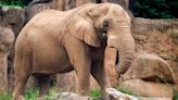 How Zoo Knoxville’s last elephant will be honored, and are more elephants coming?