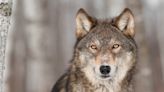 Man and Wolfdog's Unlikely and Beautiful Friendship Is So Inspiring