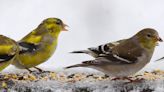 The male American goldfinch is a dazzling combination of yellow, white and black feathers during breeding season. By fall, he's a dull gray
