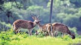 Bandipur beckons with greenery, wildlife - Star of Mysore