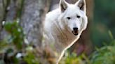 Woodland Park Zoo wolf gets groundbreaking and life-saving surgery