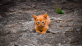 Michigan Firefighters Rescue Small Kitten Found Stuck in Car Muffler