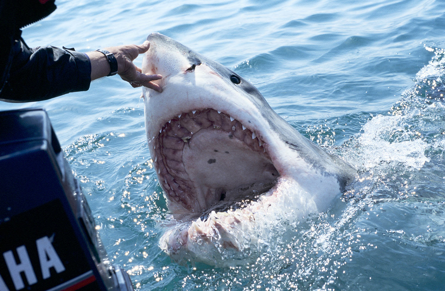 Everything to know about Shark Week 2024 — including how to watch