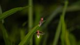 Why fireflies are only spotted flying around in the summer