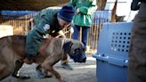 South Korea to ban eating dogs