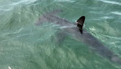 ‘Incredible and rare’: Hammerhead shark spotted in water off Massachusetts