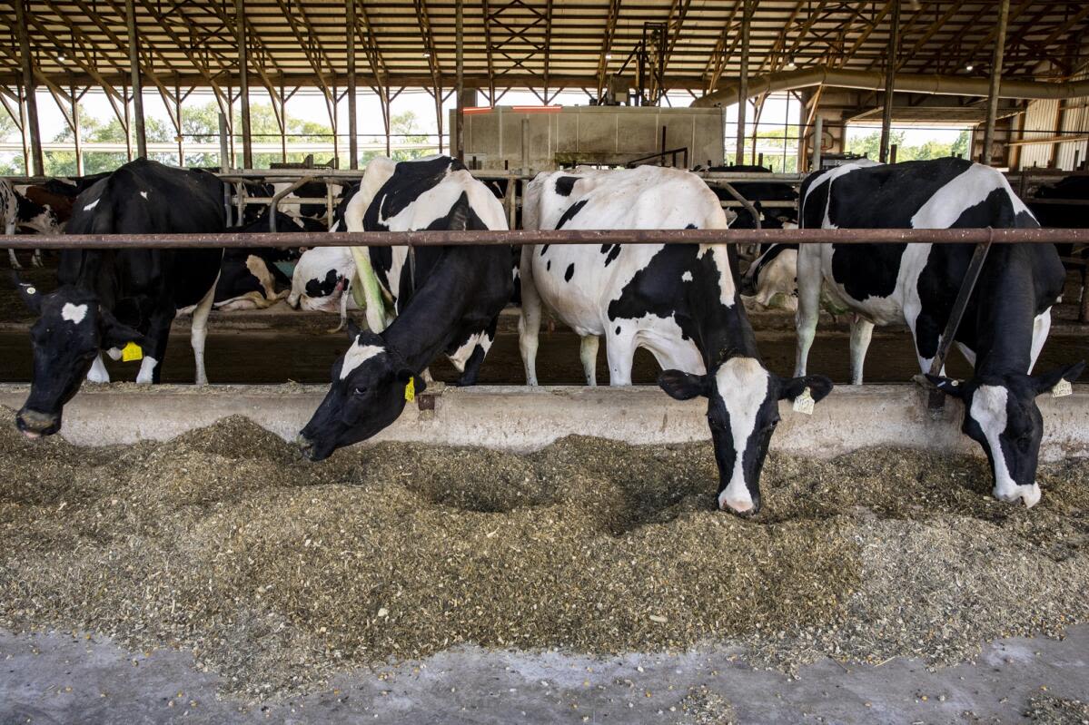Iowa requests federal assistance as bird flu strikes 2nd dairy herd