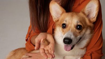 Universidades deberán permitir perros de apoyo emocional: esto dijo la Corte Constitucional