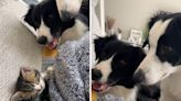 Laughter over dogs' intense reactions to new kitten—"Never getting over it"