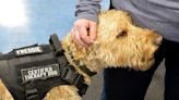 At AMR, Freddie the therapy dog relaxes staffers in a stressful job