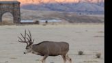 Yellowstone offers free admission as summer season begins