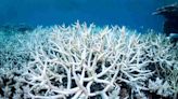 "Confronting, severe": Scientists respond to global mass bleaching