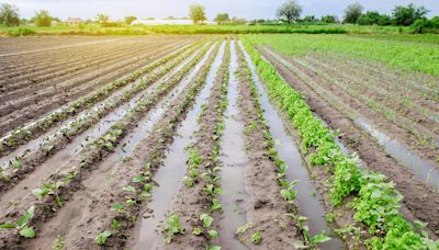 Scientists discover potential method to make crops flood-tolerant: 'One of the biggest problems of present-day agriculture'