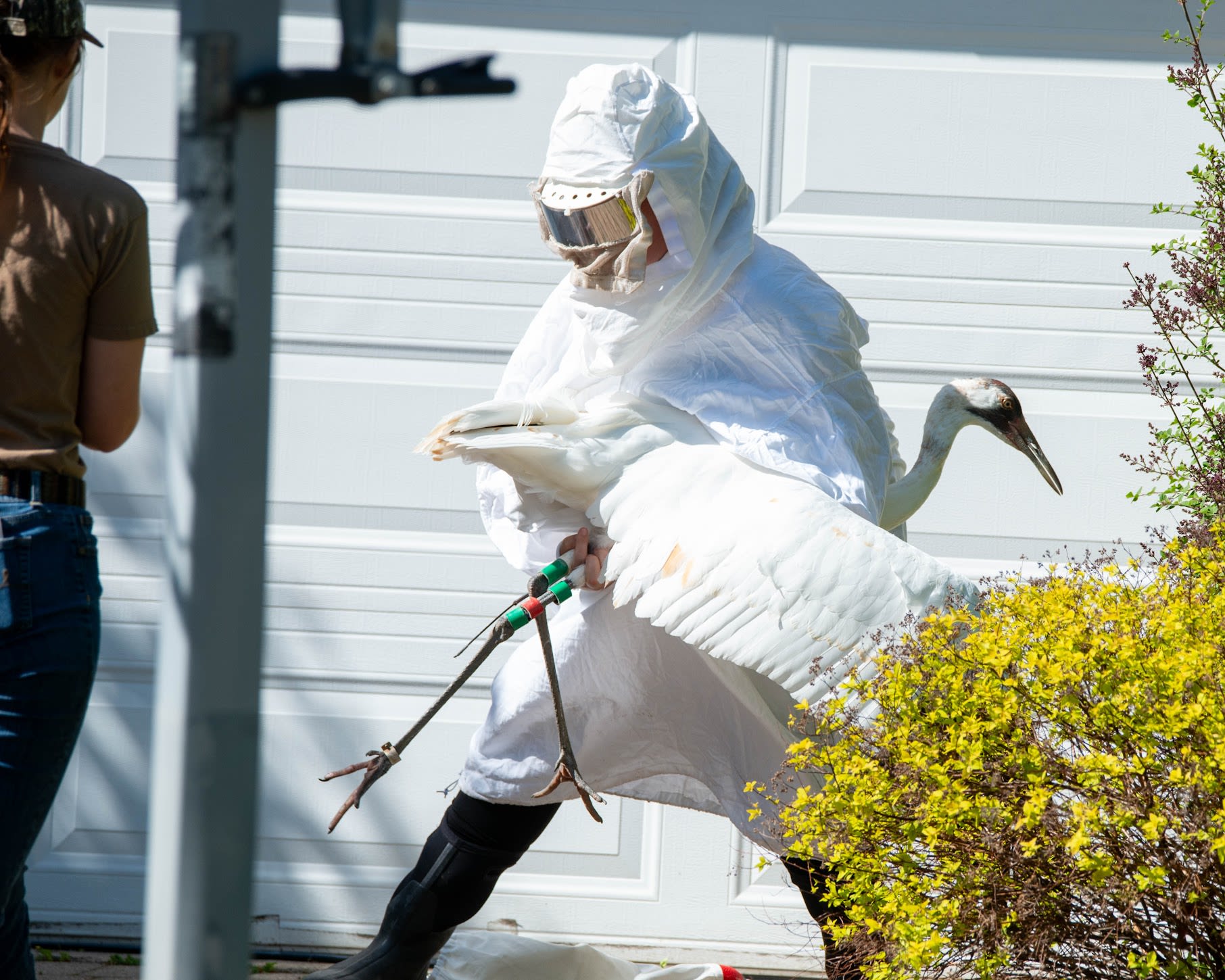 Whoops! Rare crane rescued in Wilmette, returned to Wisconsin