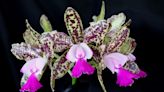Blooming beauty: Orchid show connects gardeners, enthusiasts