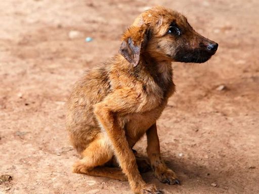 Día internacional del Perro Callejero: Más de 19 millones de lomitos viven en las calles de México, señala especialista