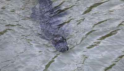 No, the National Guard Is Not Using Alligators to Deter Illegal Border Crossings