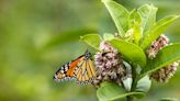 This man is making it his life’s mission to help save the monarch butterfly with a simple, inexpensive solution