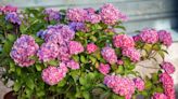 How to Grow and Care for Hydrangeas in Pots