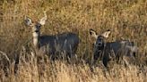 Doug Leier: Framework for 2024 deer gun season set