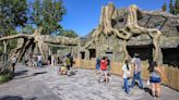 Immersive Kingdoms of Asia exhibit opens at Fresno Chaffee Zoo. Here’s what it looks like