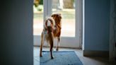 Dog barking when the doorbell rings? Try this trainer’s creative tip to keep your canine calm