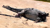 Gigantic, 13-foot crocodile found with its head torn off on Australian beach