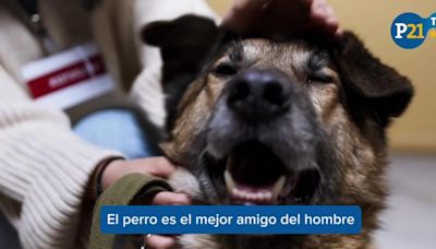 El 28 de mayo se celebra el ‘Día del Perro sin Raza’