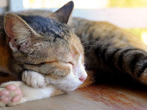 貓咪睡覺喵喵叫是怎麼回事？4大原因揭曉「不只跟做夢有關」可能是得這種病