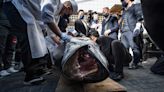 A 467-Pound Bluefin Tuna Just Sold for $275,000 at Tokyo’s Fish Market Ceremonial New Year’s Auction