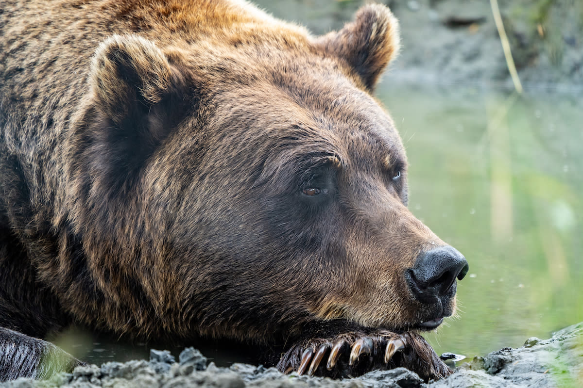 Grizzly Bear Falls Asleep in Creek While Blowing the Cutest Bubbles