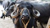 Herd Of Buffaloes Help In Arrest Of 2 Thieves In Delhi, Here's What Happened